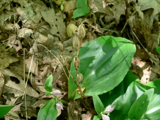 {Galearis spectabilis}